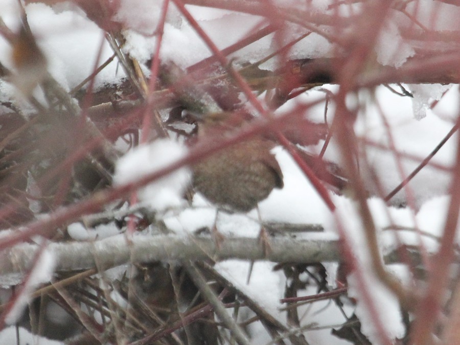 Winter Wren - ML22198811