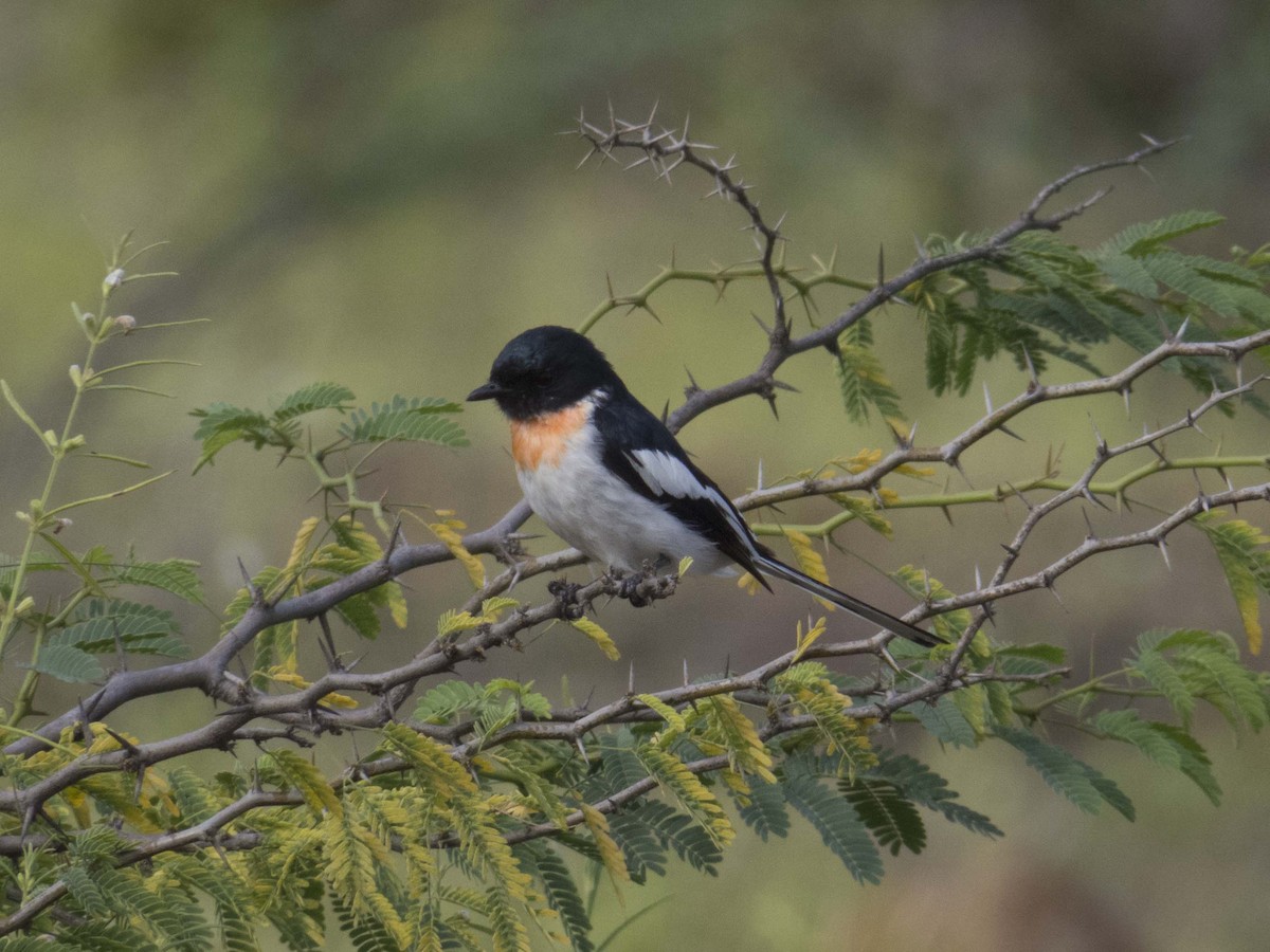 White-bellied Minivet - ML221988111