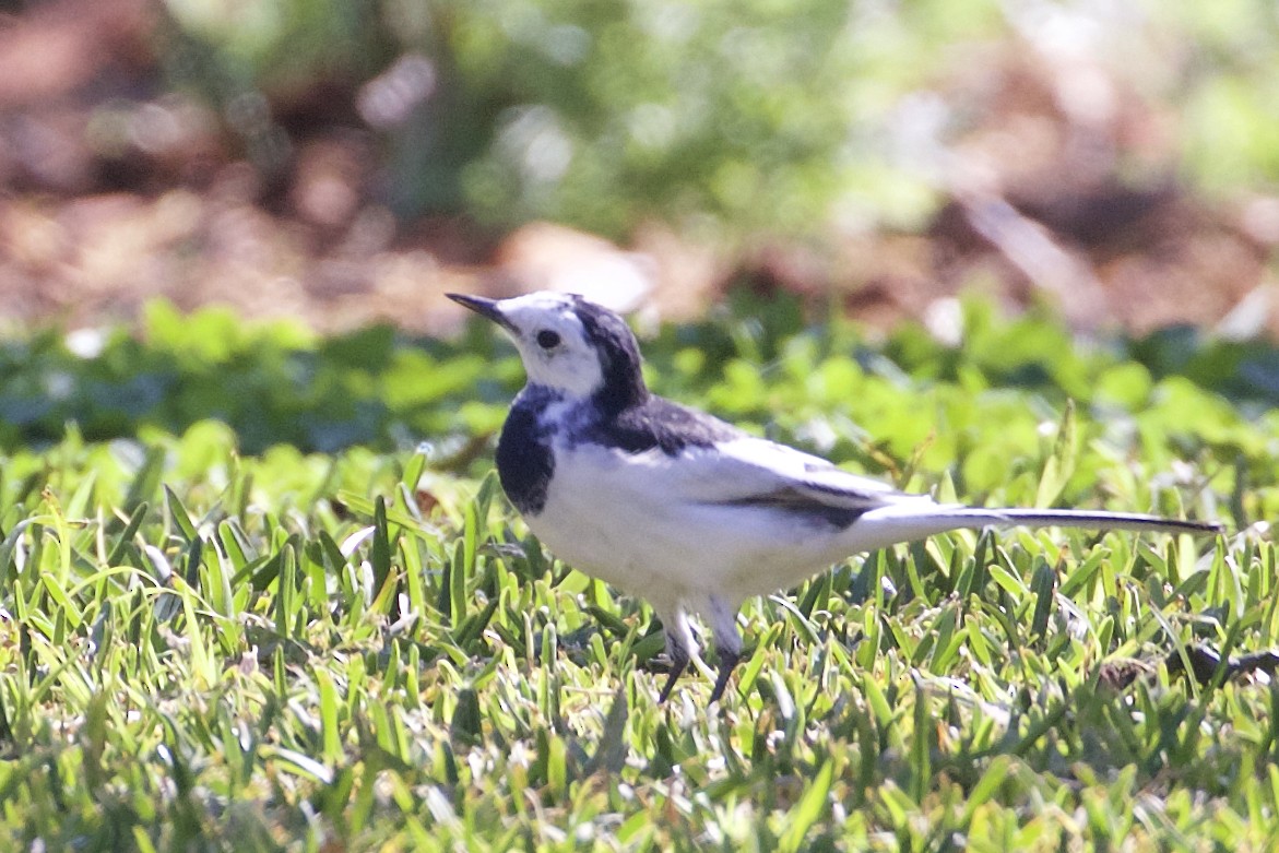 White Wagtail - Jeanne Verhulst