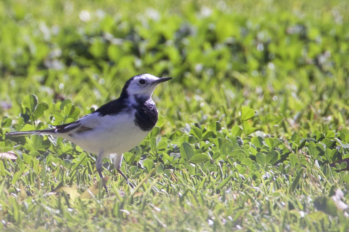 White Wagtail - ML221988321