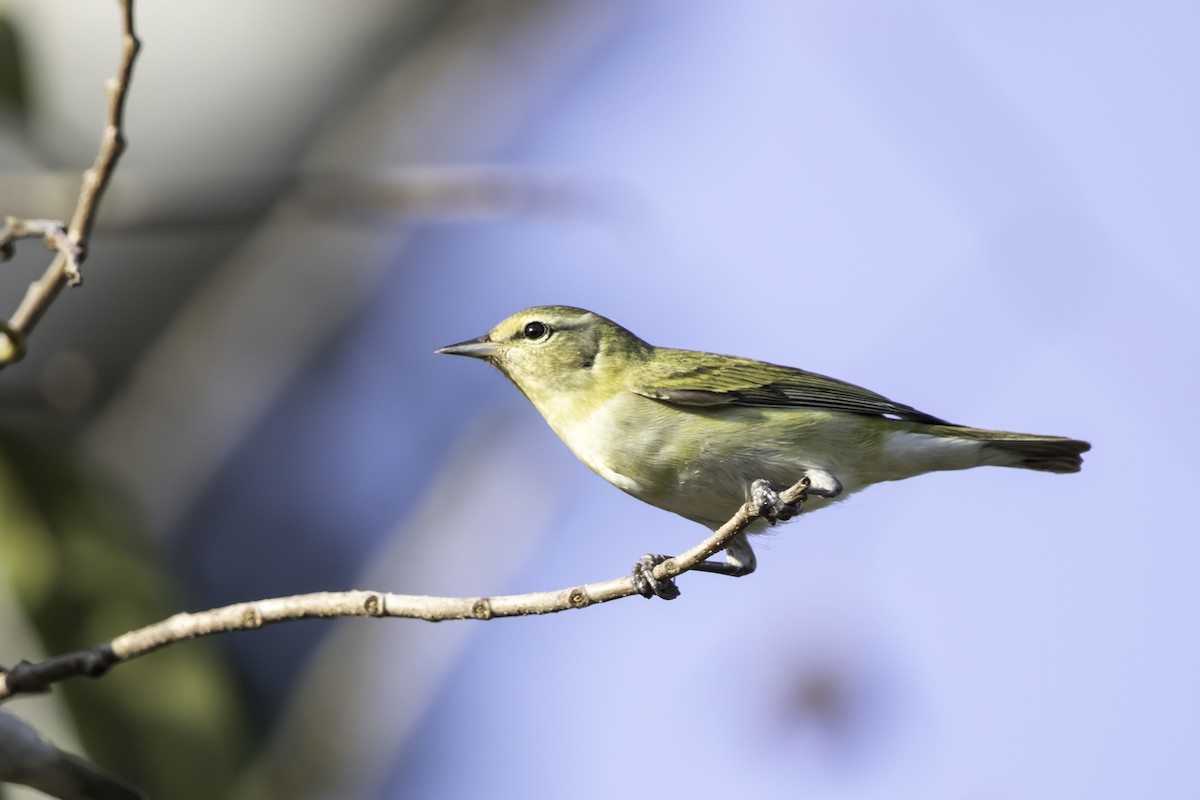 Tennessee Warbler - ML221988531