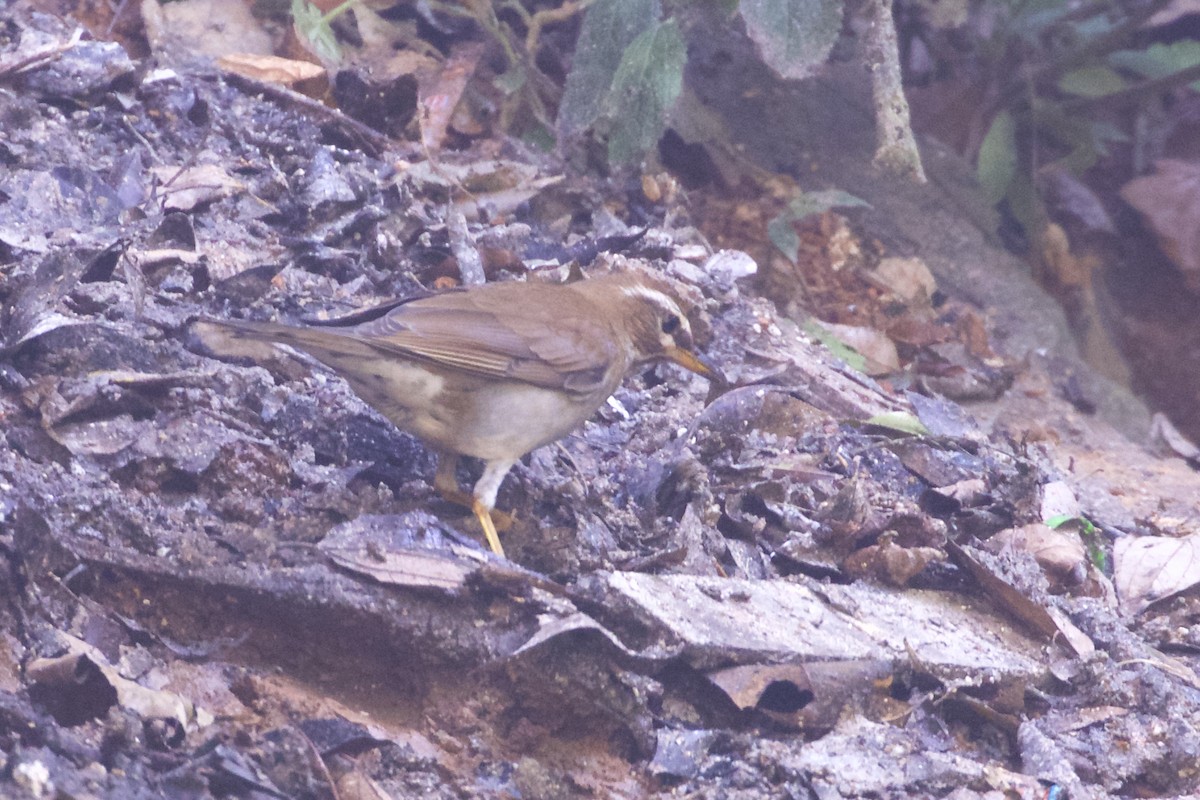 Gray-sided Thrush - ML221988791