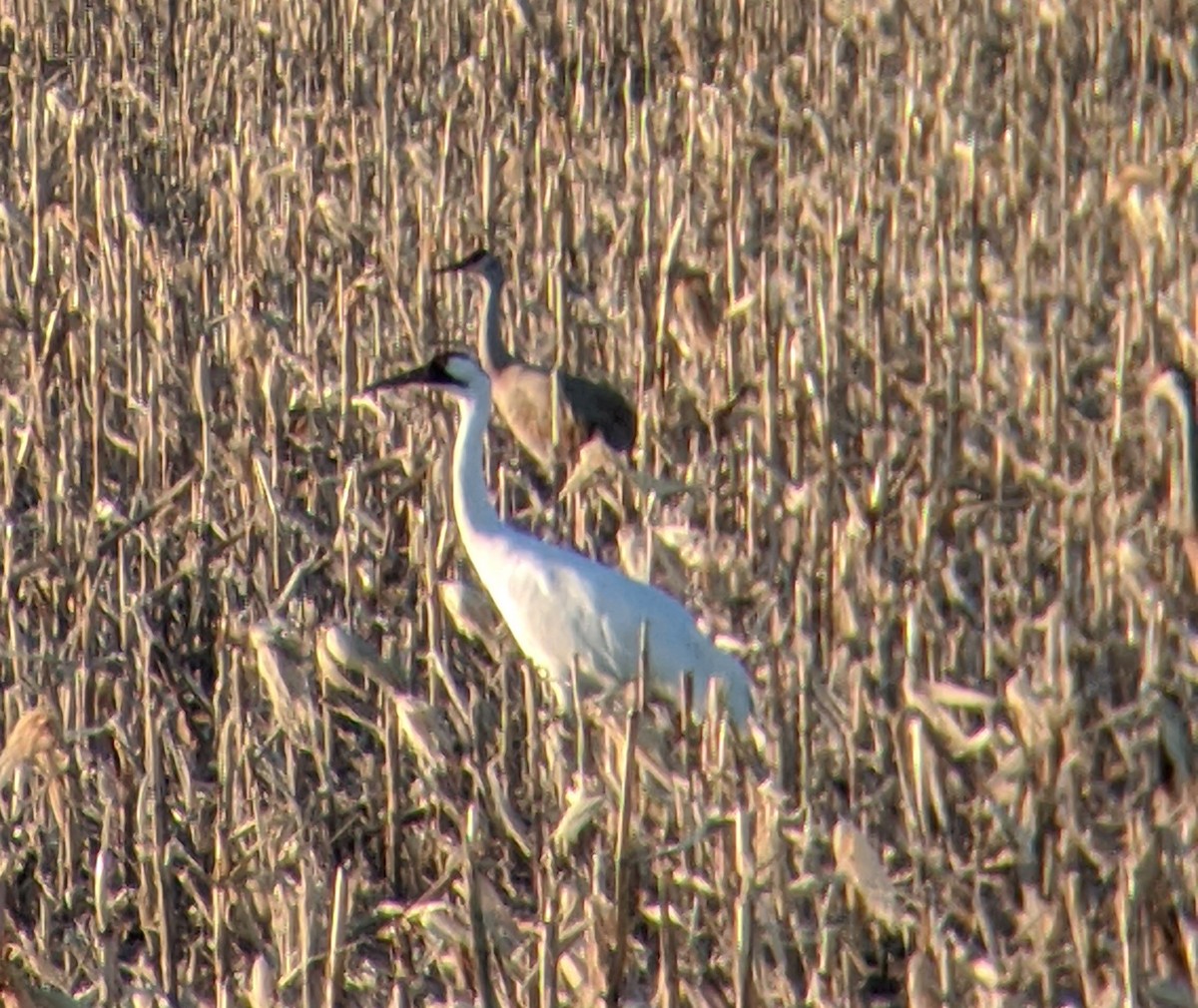 Whooping Crane - ML221988821