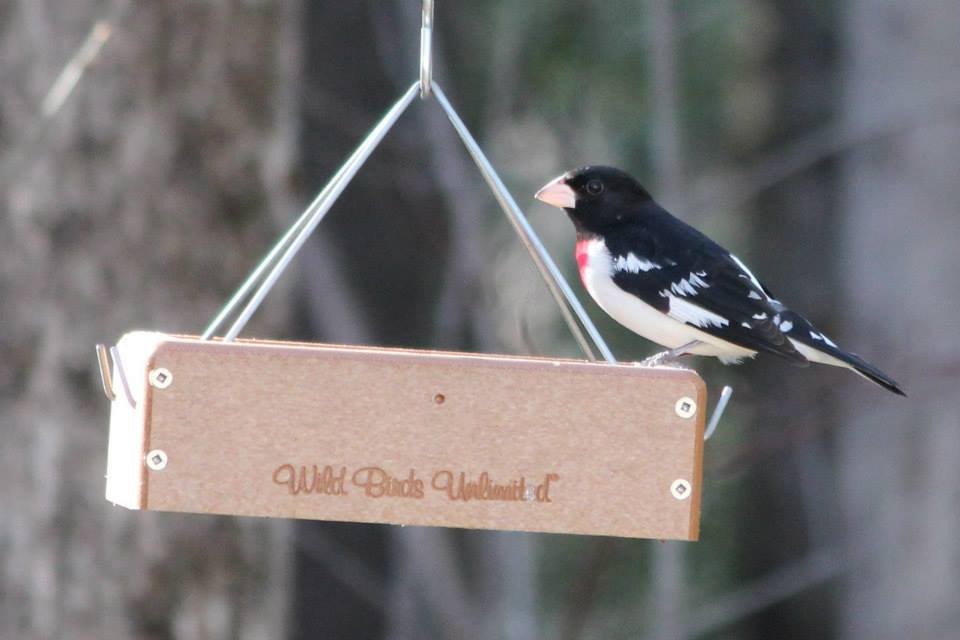 Rose-breasted Grosbeak - ML22198911