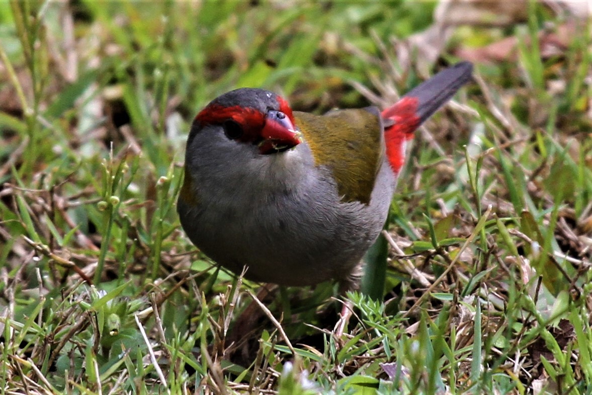 Red-browed Firetail - ML221989371