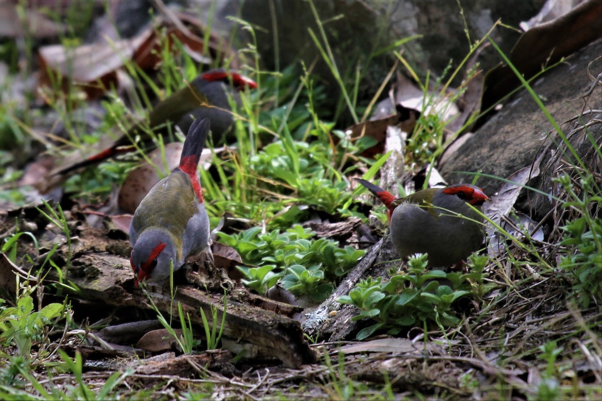 Red-browed Firetail - ML221989381