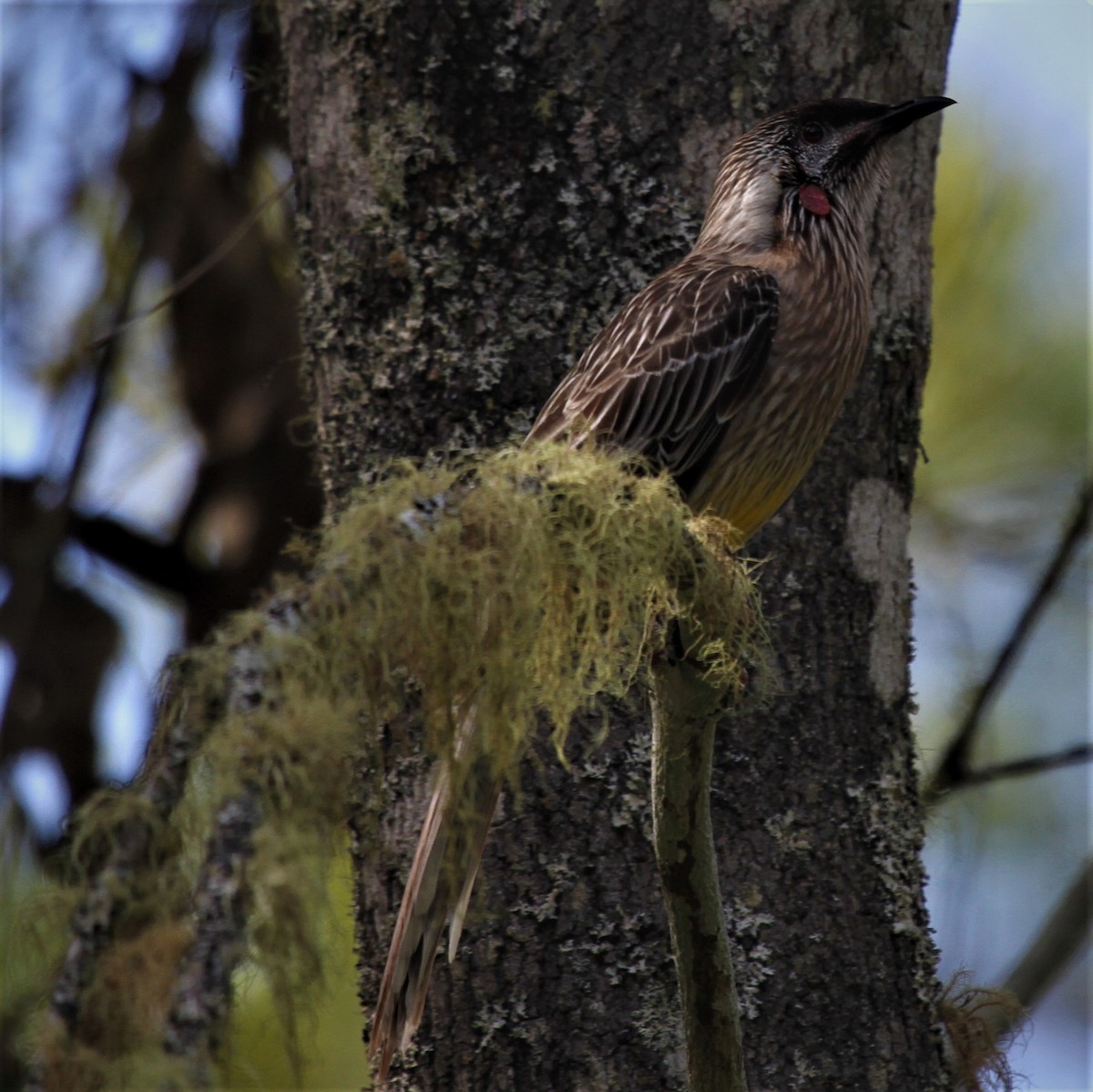 Red Wattlebird - ML221989501
