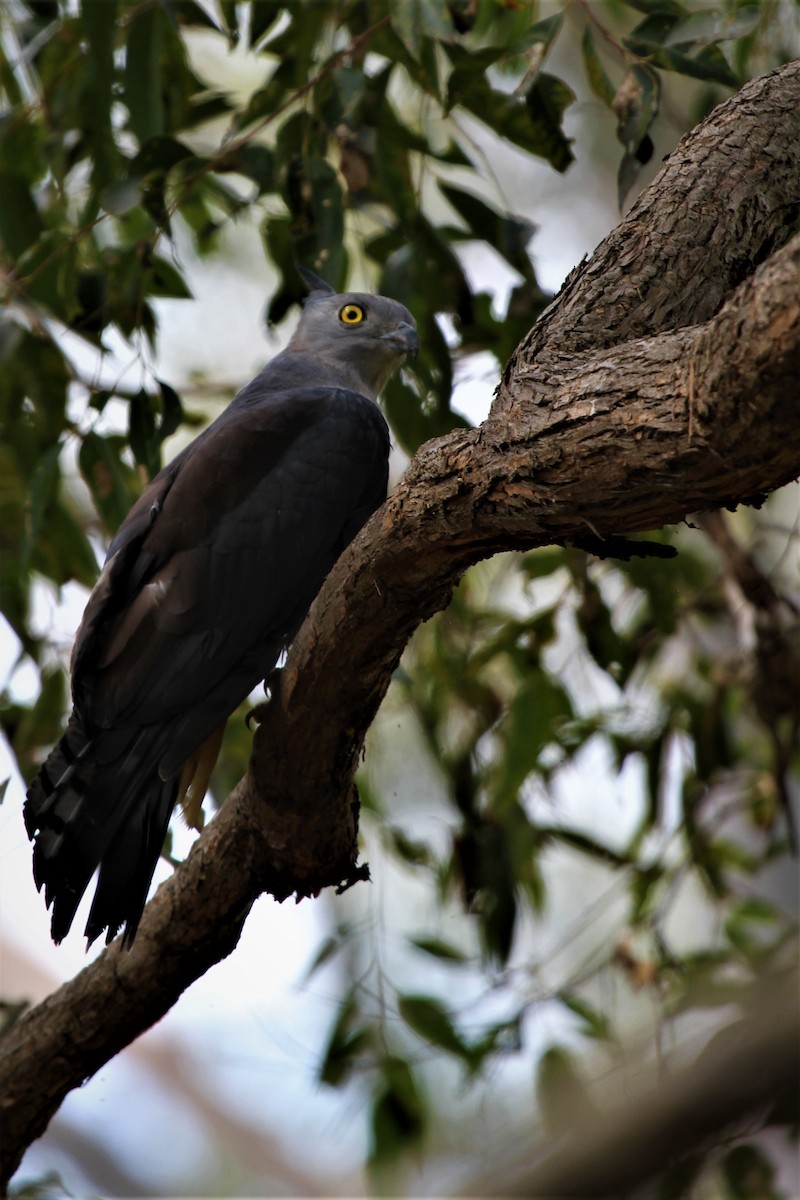 Pacific Baza - ML221989601