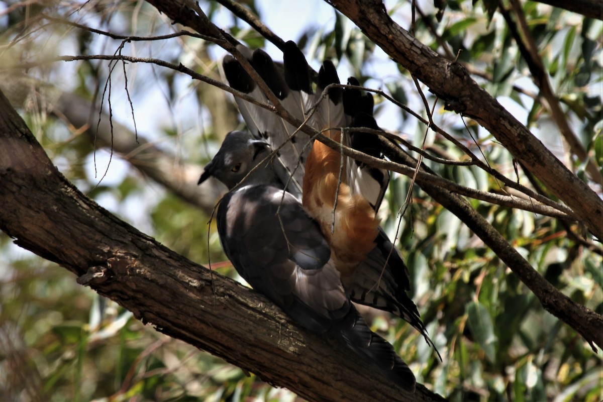 Pacific Baza - ML221989611