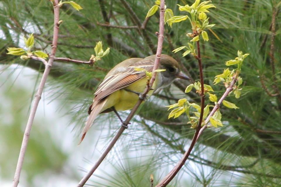 Great Crested Flycatcher - Jody Hartman