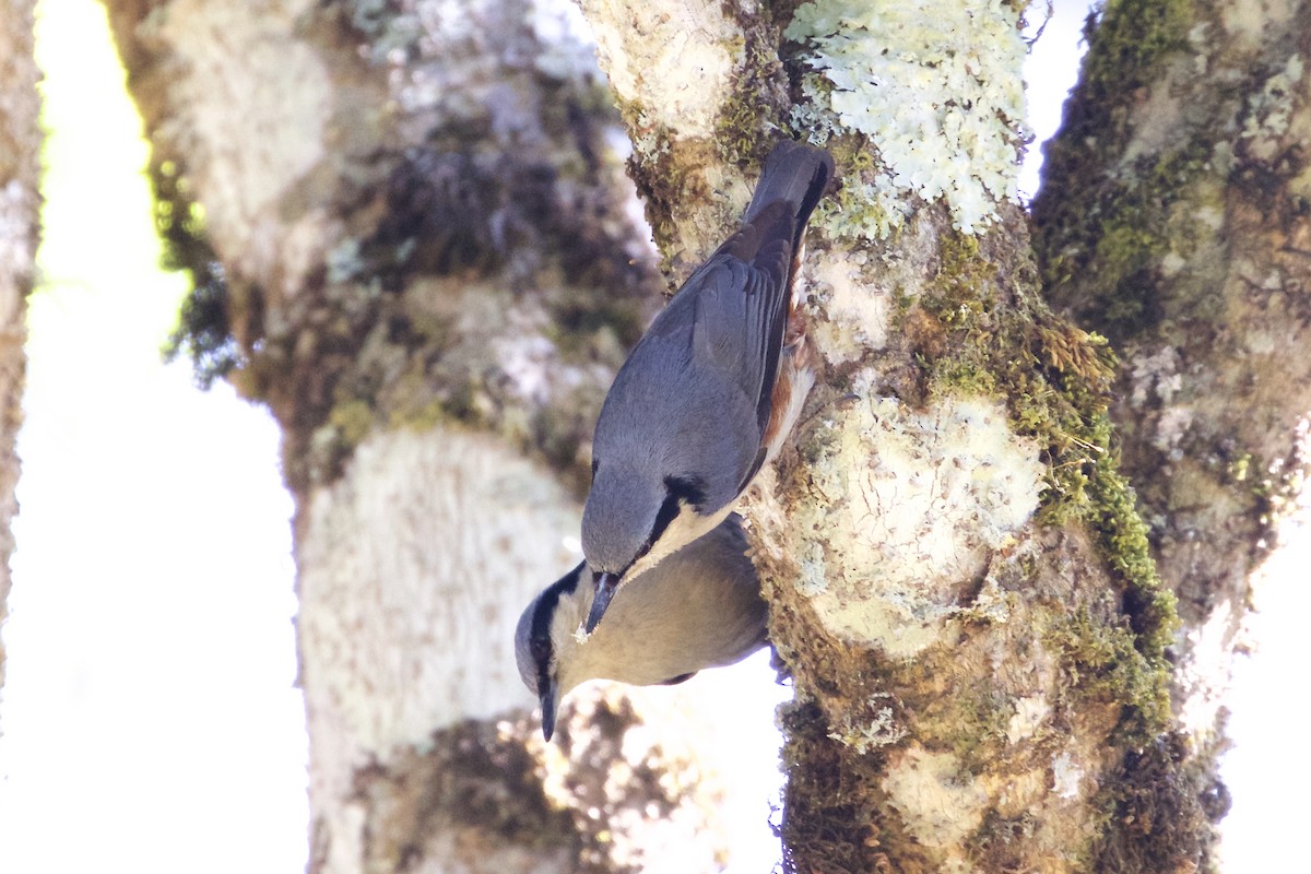 Chestnut-vented Nuthatch - ML221990191