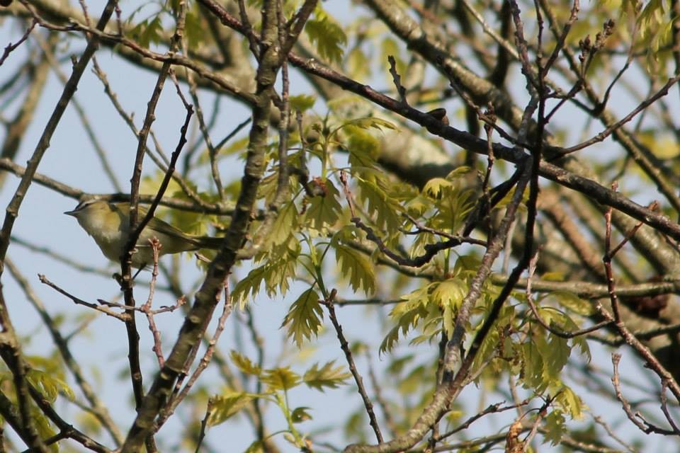 Vireo Ojirrojo - ML22199081