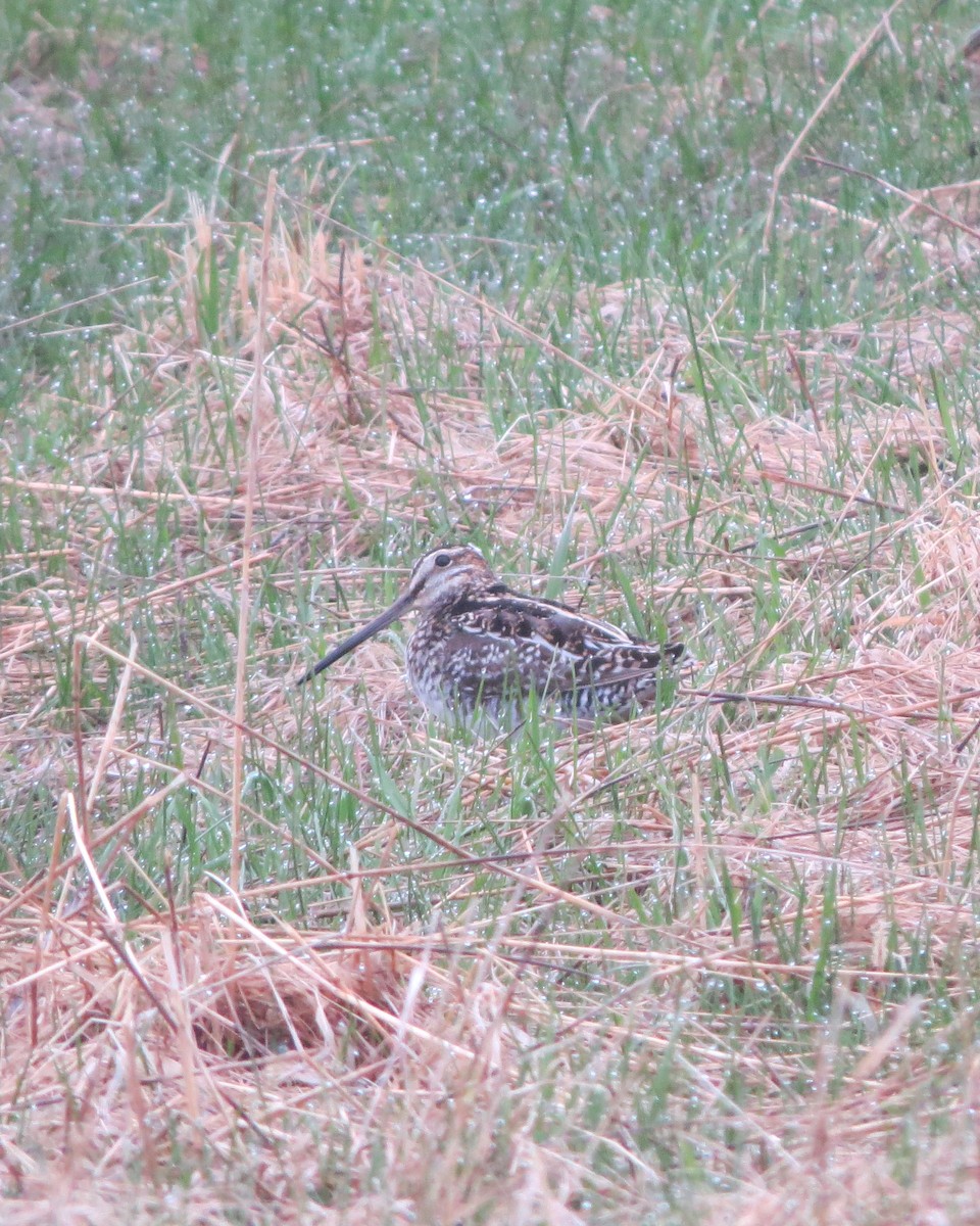 Wilson's Snipe - ML221990881