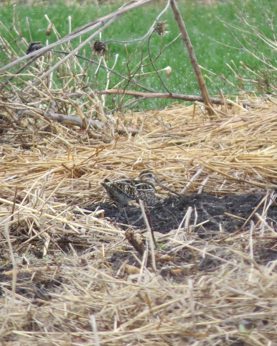 Wilson's Snipe - ML221990901