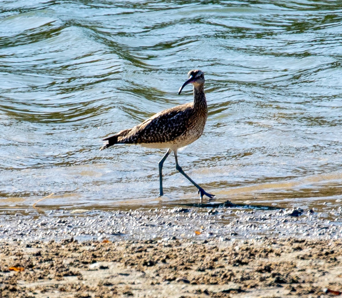 Whimbrel (European) - Susan Mac