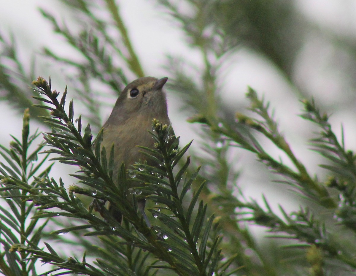 Hutton's Vireo - ML22199181