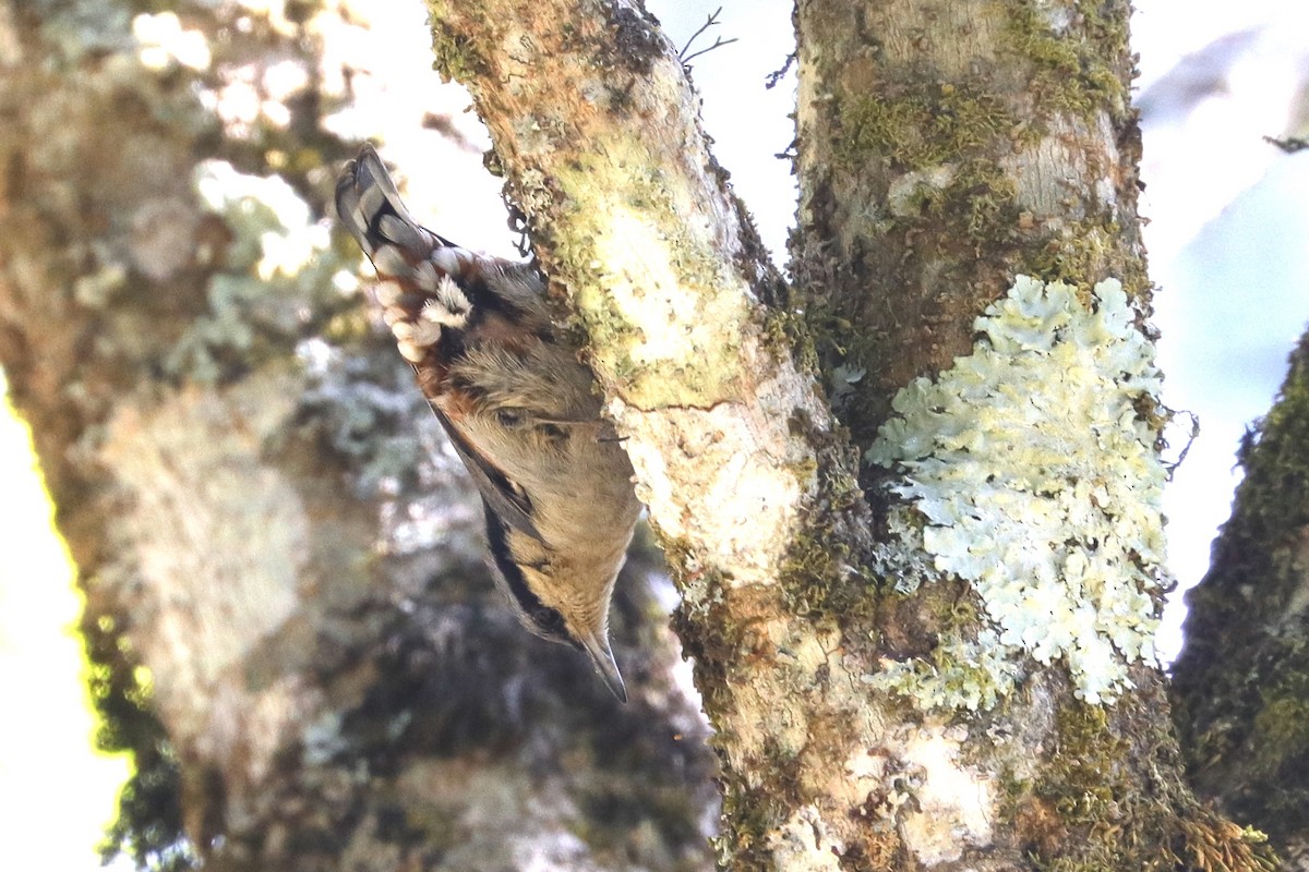 Chestnut-vented Nuthatch - ML221991911