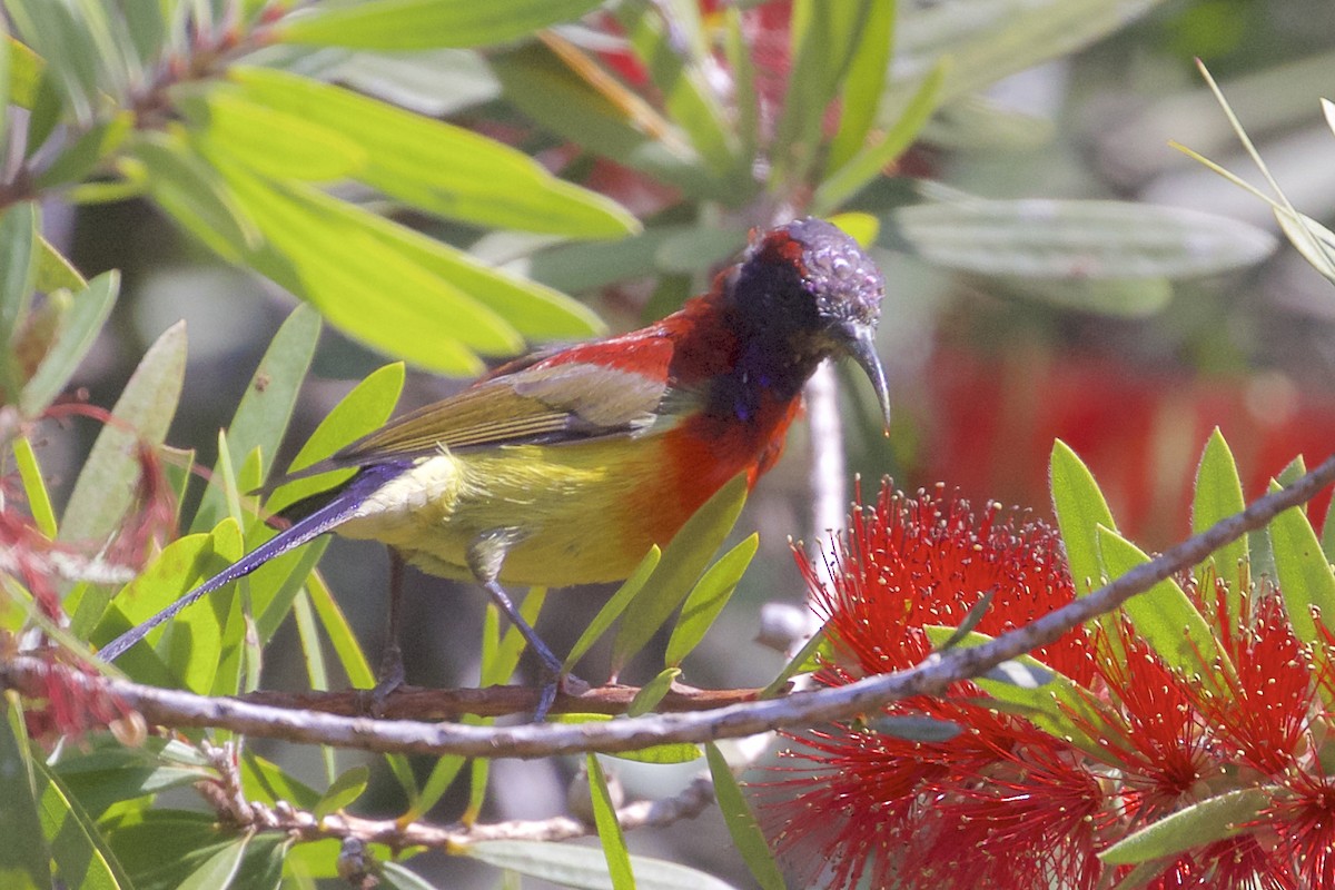 Mrs. Gould's Sunbird - Jeanne Verhulst