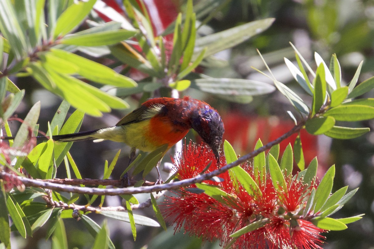 Mrs. Gould's Sunbird - ML221992711