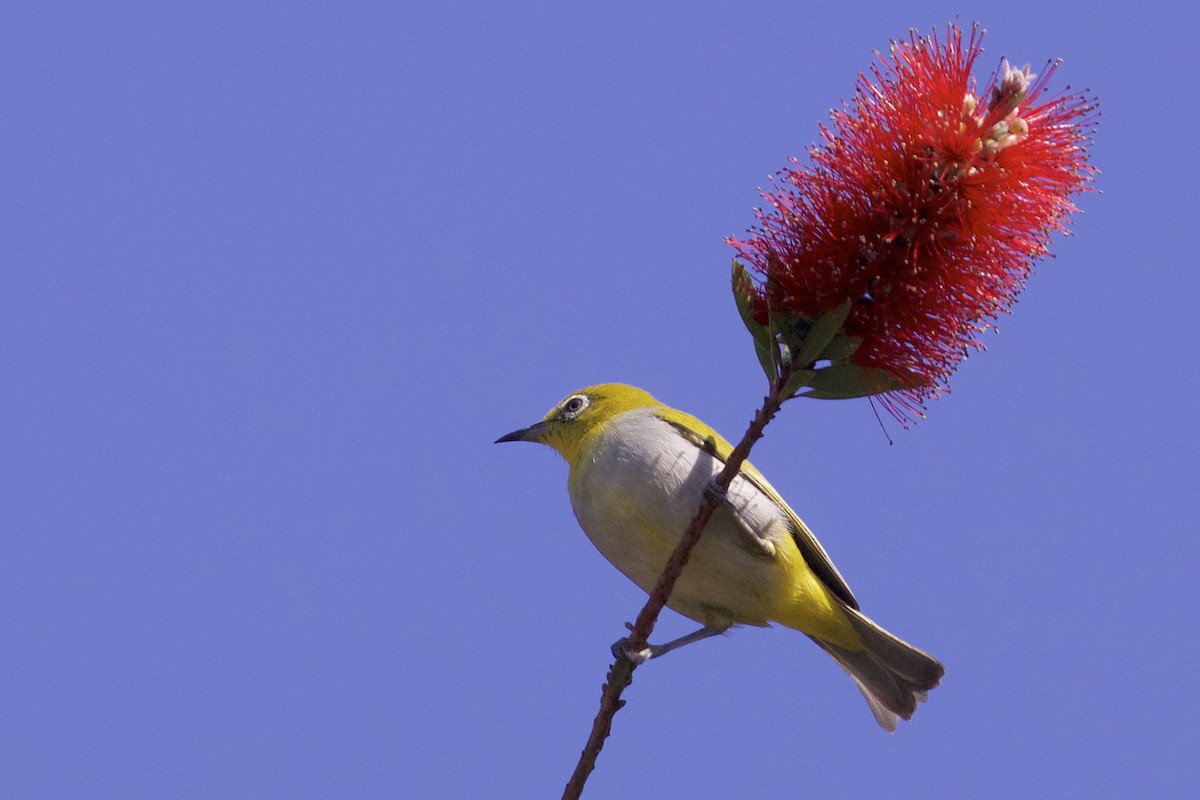 Swinhoe's White-eye - ML221993131