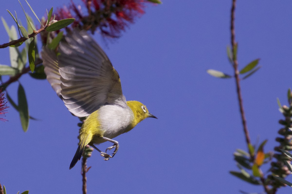 Swinhoe's White-eye - ML221993141