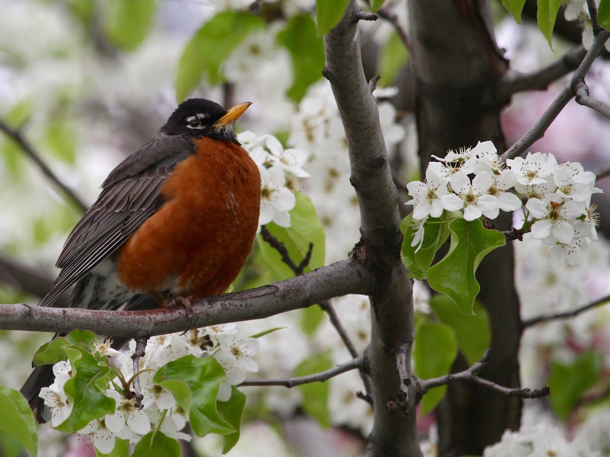 American Robin - ML221993231