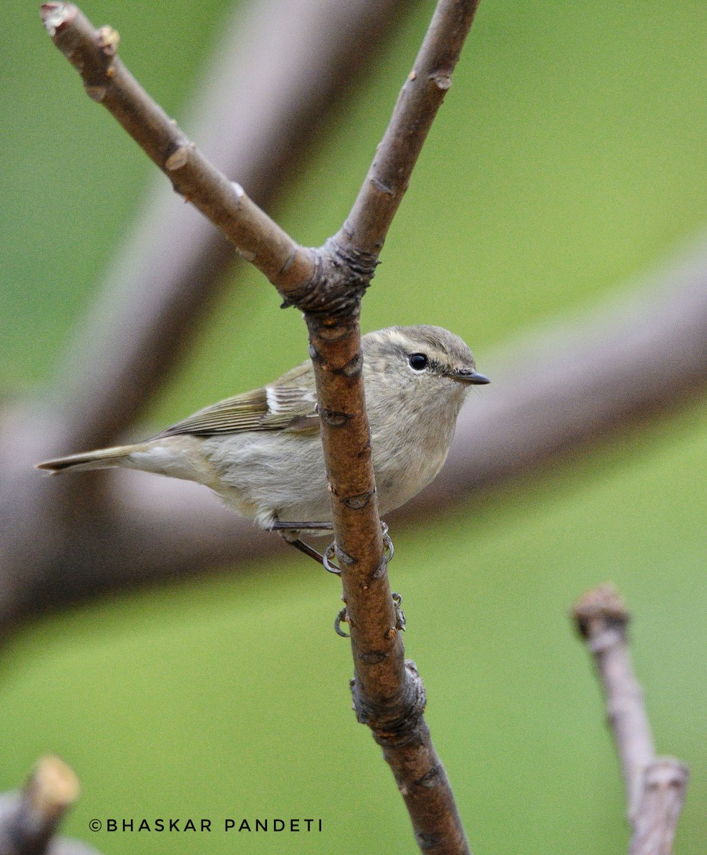 Hume's Warbler - ML221993721