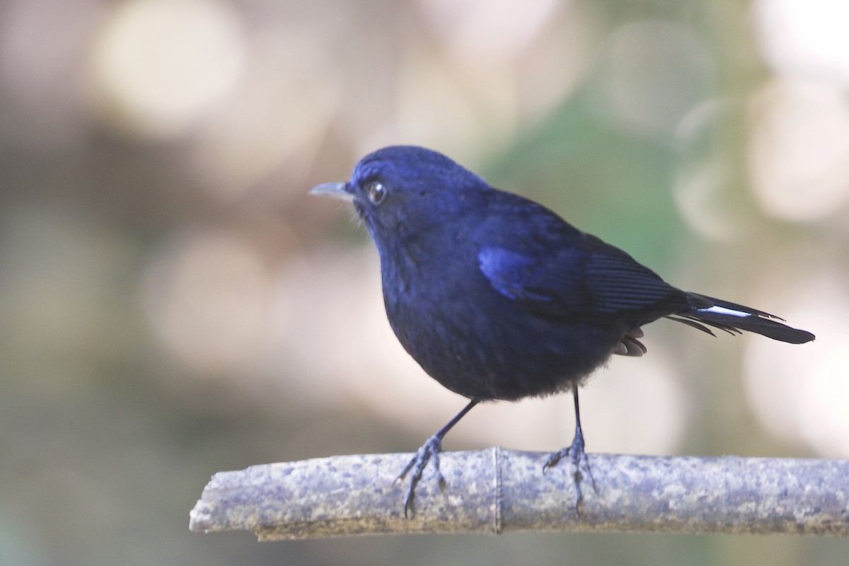 White-tailed Robin - ML221994201