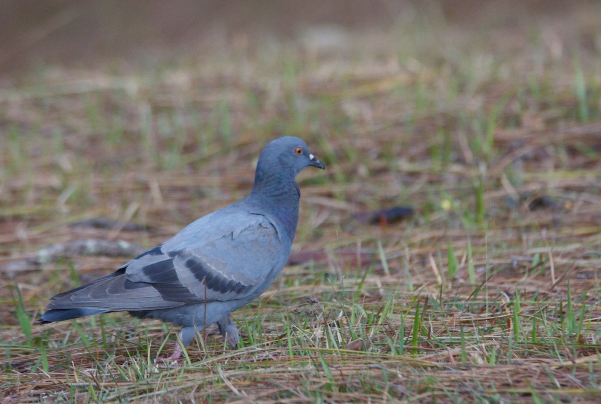 Rock Pigeon - ML221994611