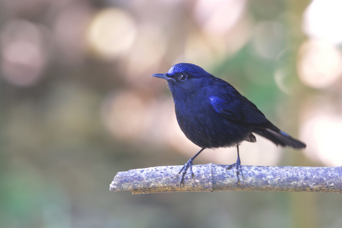 White-tailed Robin - ML221994731