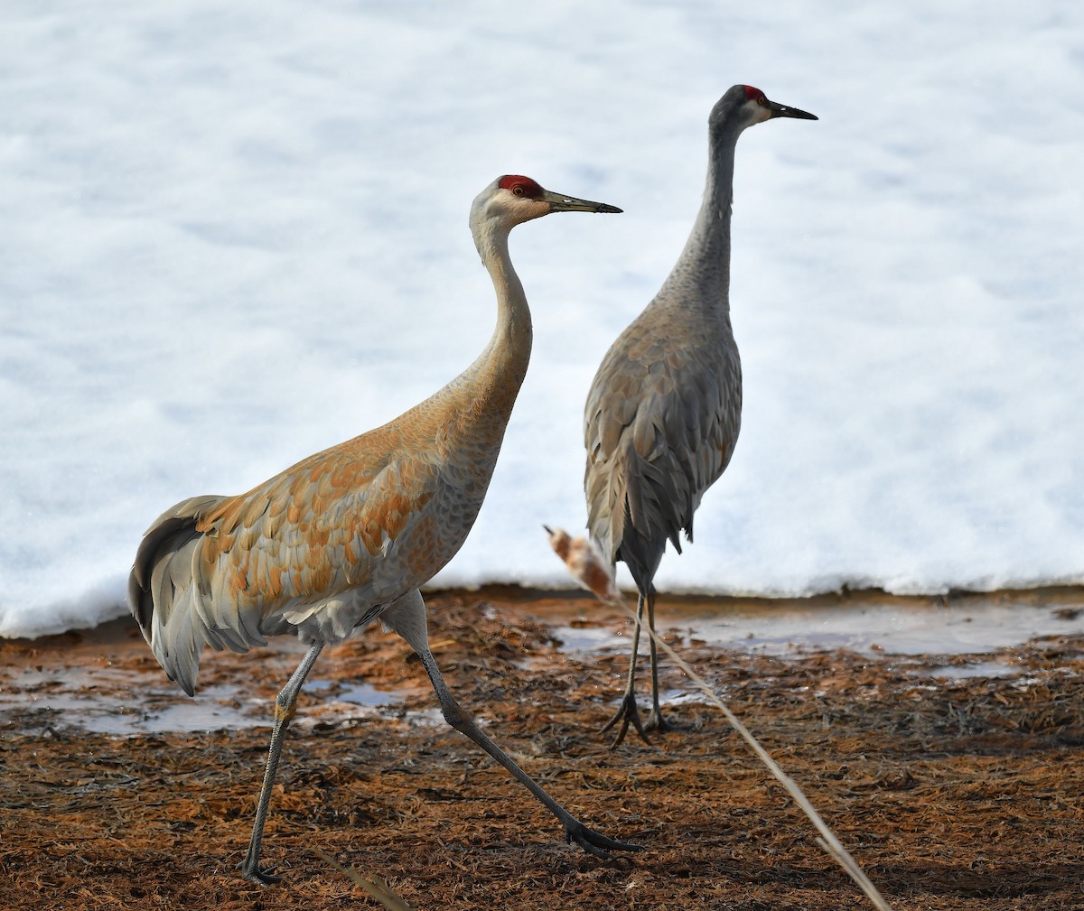 Sandhill Crane - ML221995151