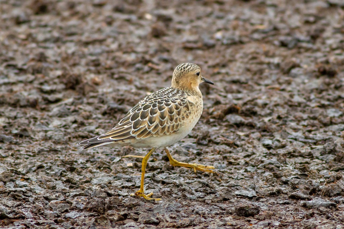 Buff-breasted Sandpiper - ML221996131