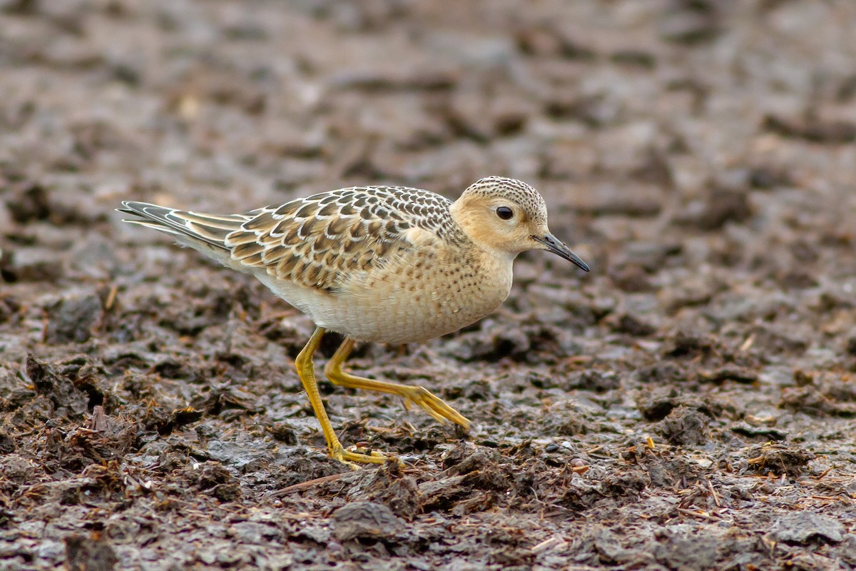 Buff-breasted Sandpiper - Louis Bevier