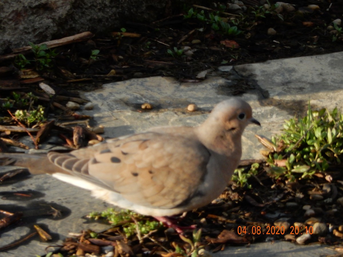 Mourning Dove - Deborah Lindsay