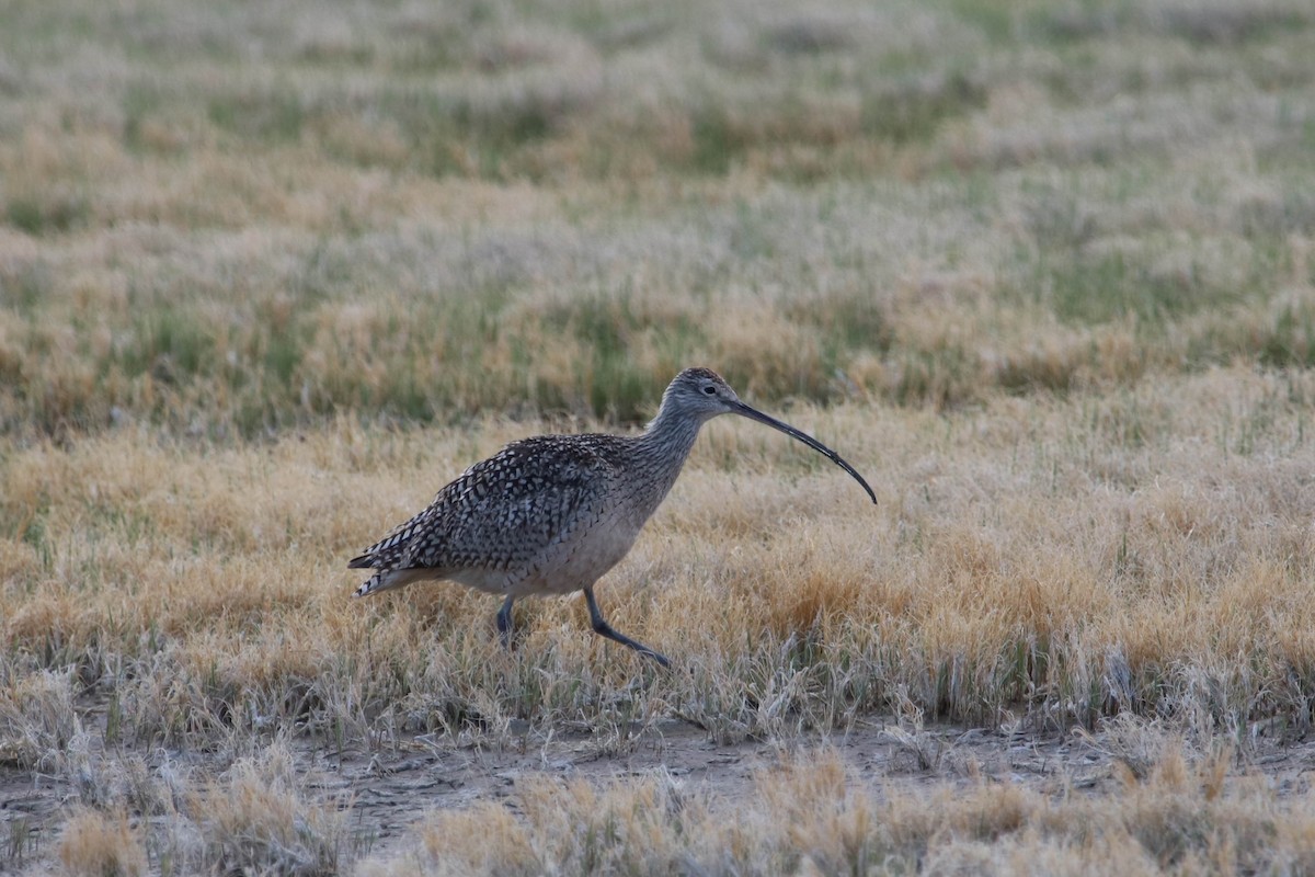 Long-billed Curlew - ML221997501