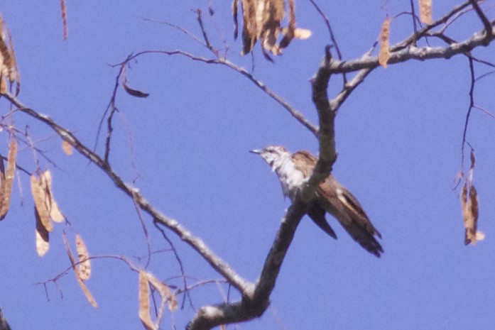 Banded Bay Cuckoo - ML221997561