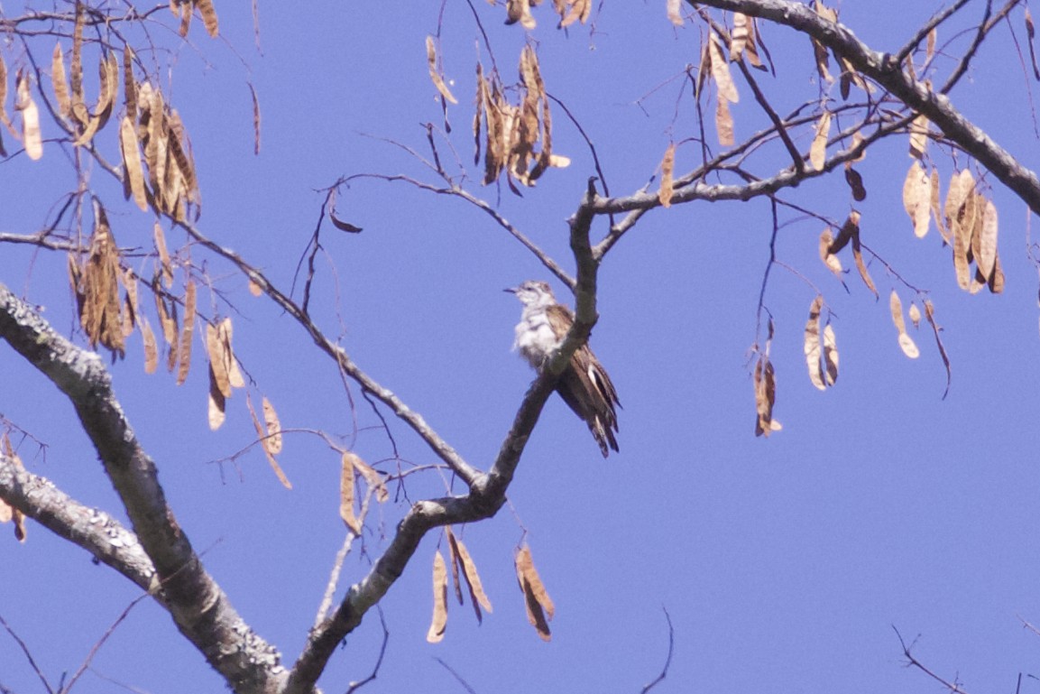 Banded Bay Cuckoo - ML221997571