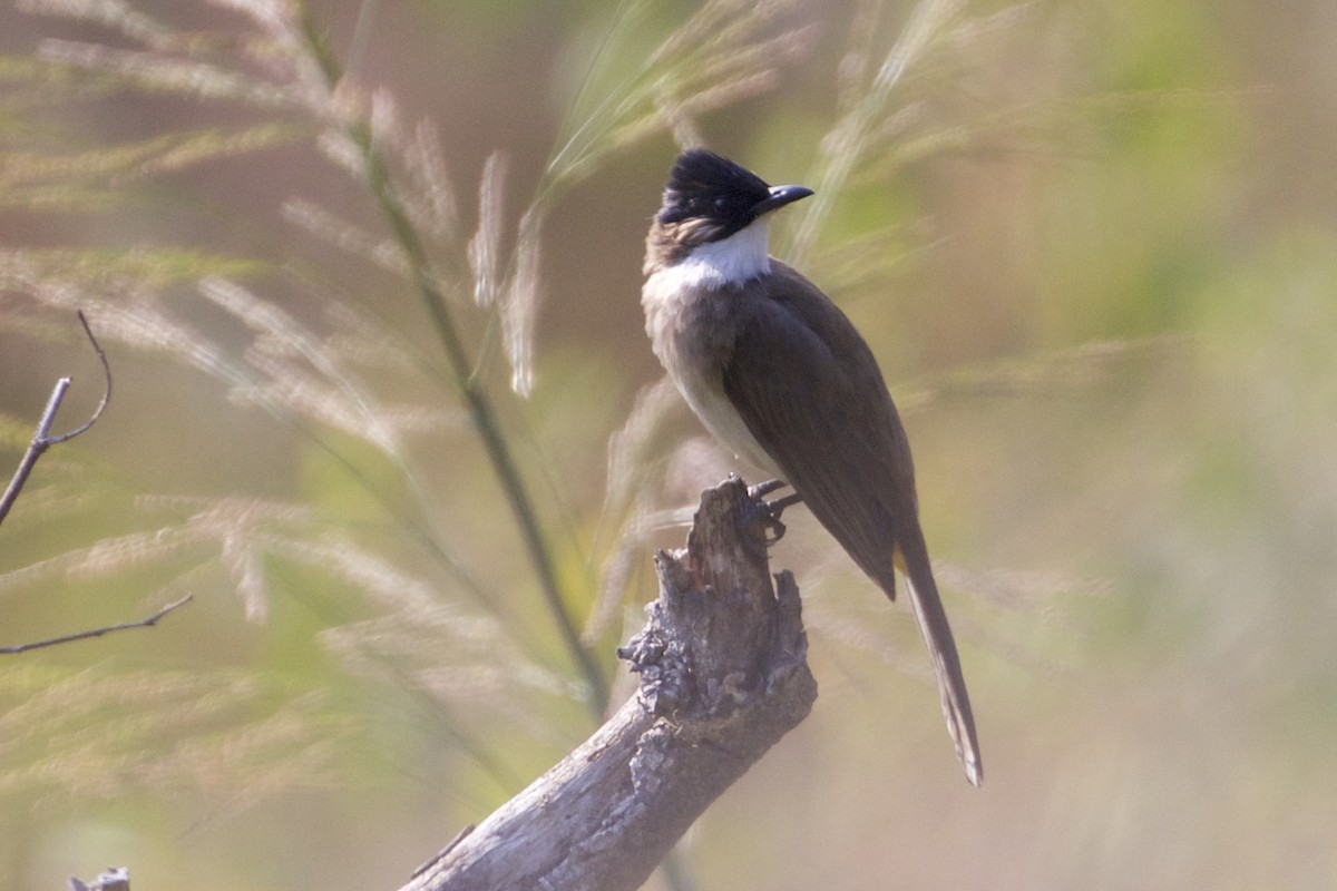 Brown-breasted Bulbul - ML221998261