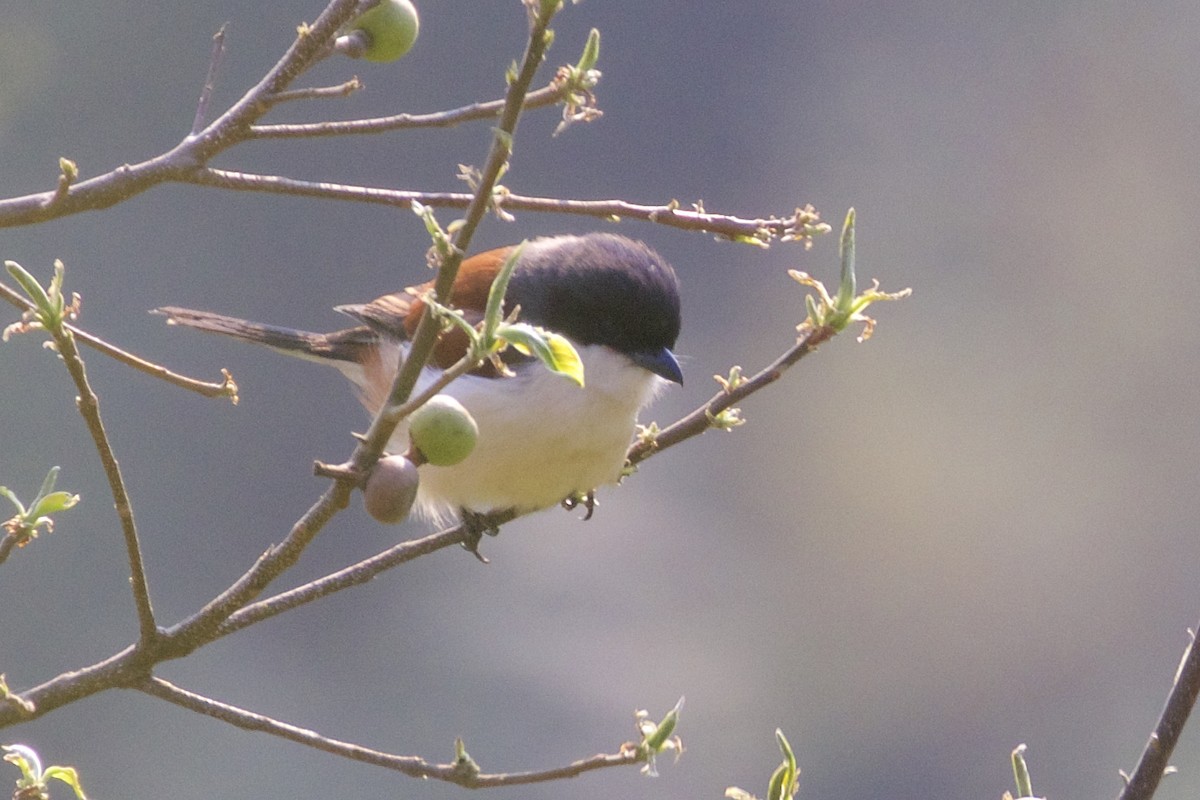 Burmese Shrike - ML221999331