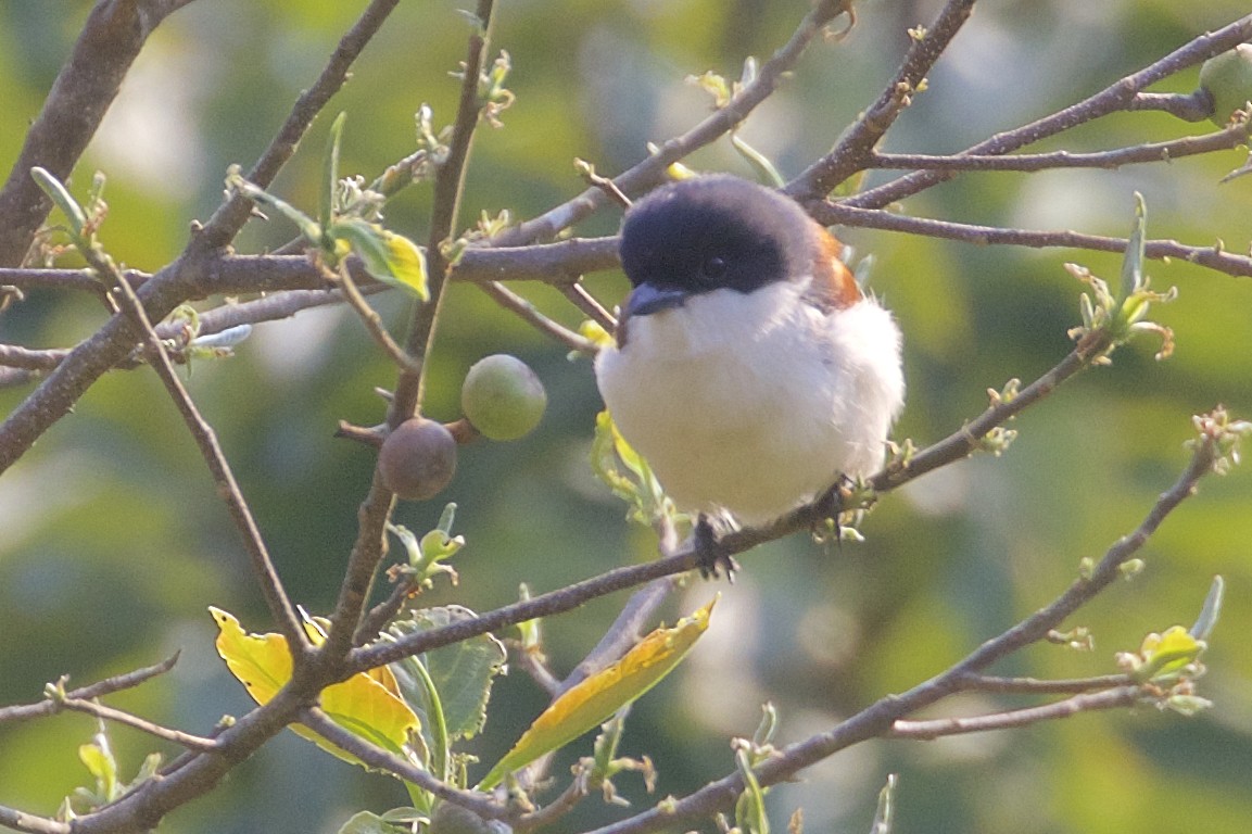 Burmese Shrike - ML221999821