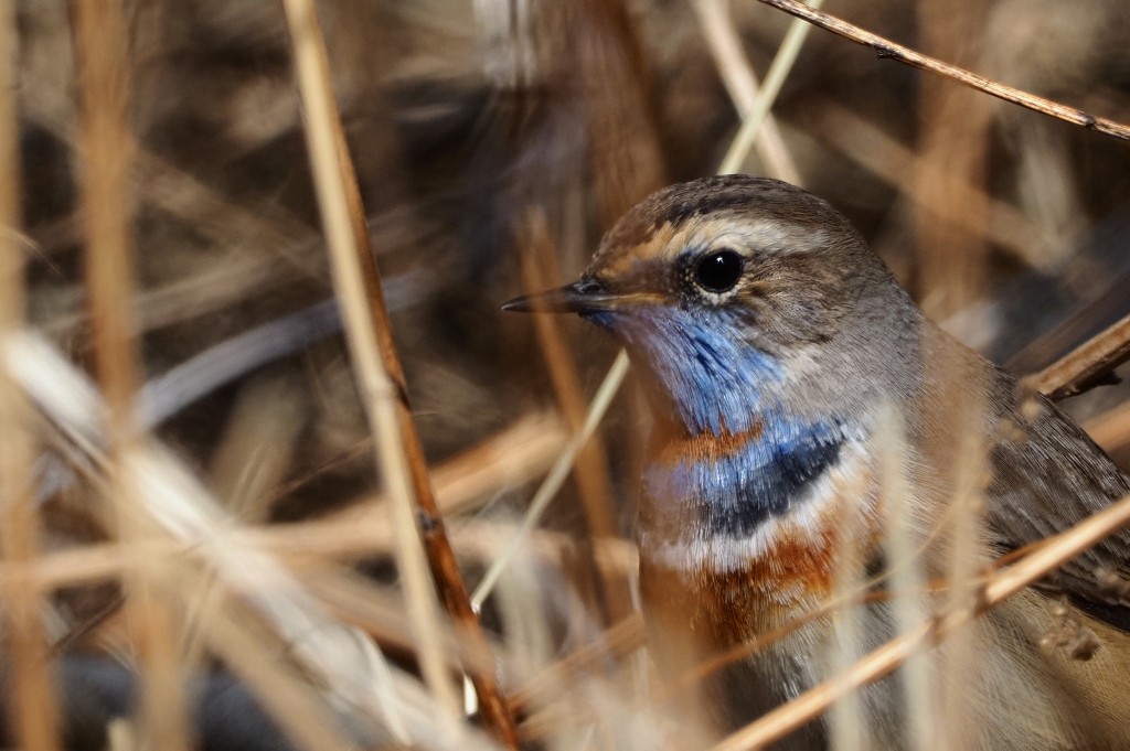 Bluethroat - ML222000621