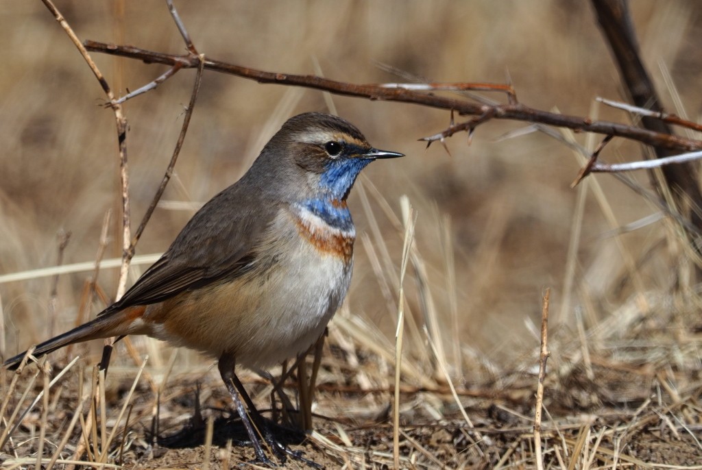 Bluethroat - ML222000631