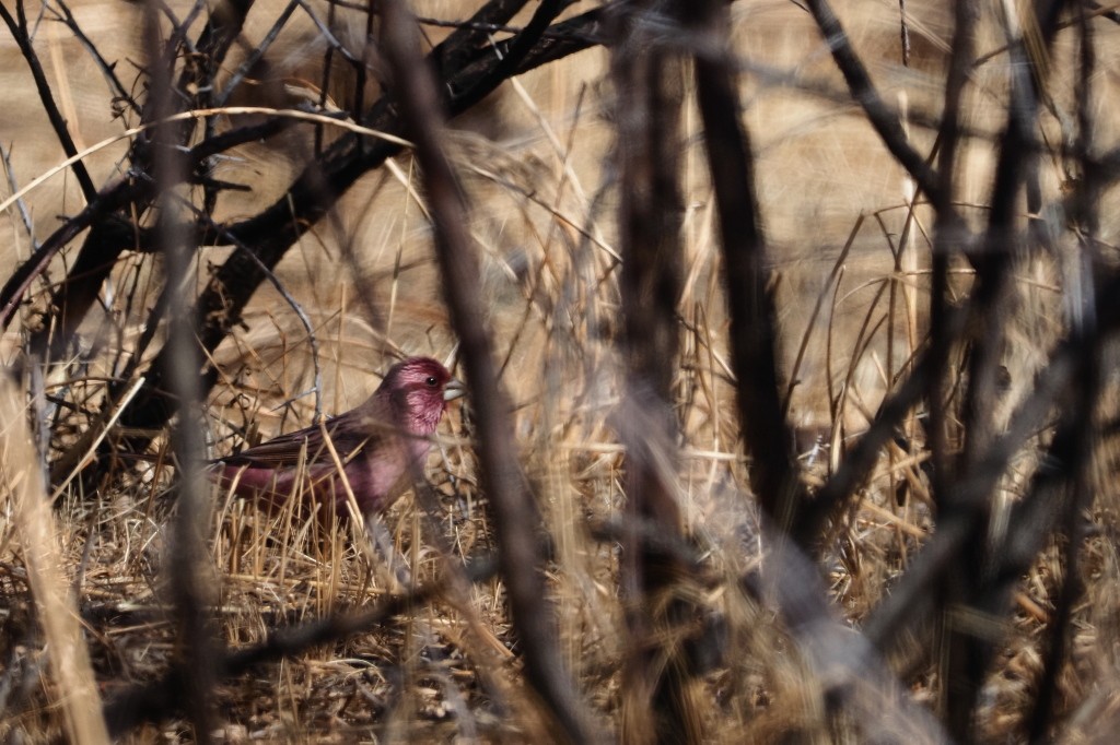 Red-mantled Rosefinch - ML222001001