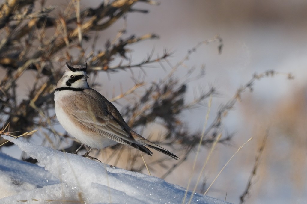 Horned Lark - ML222003031