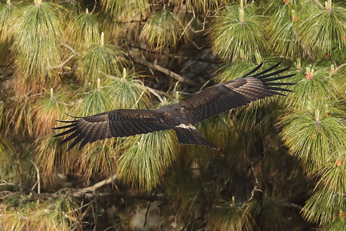 Steppe Eagle - ML222003191