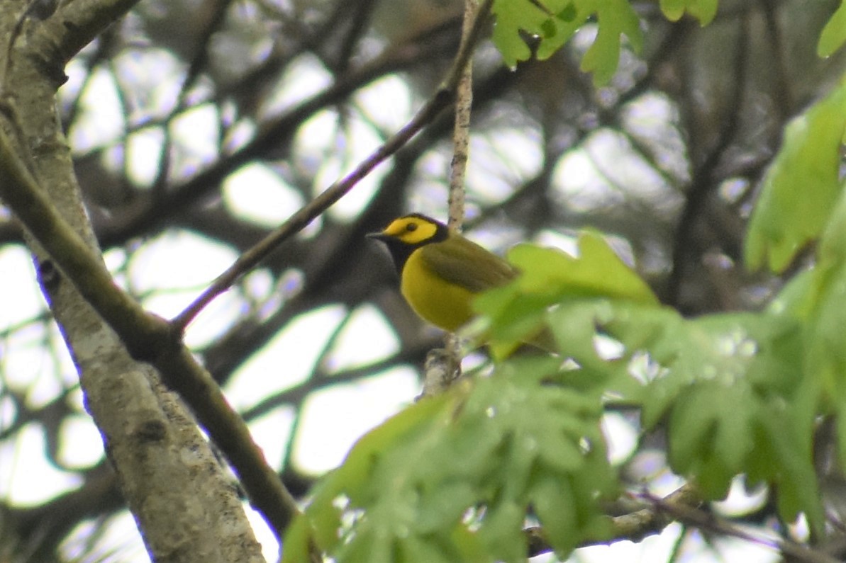 Hooded Warbler - ML222004021