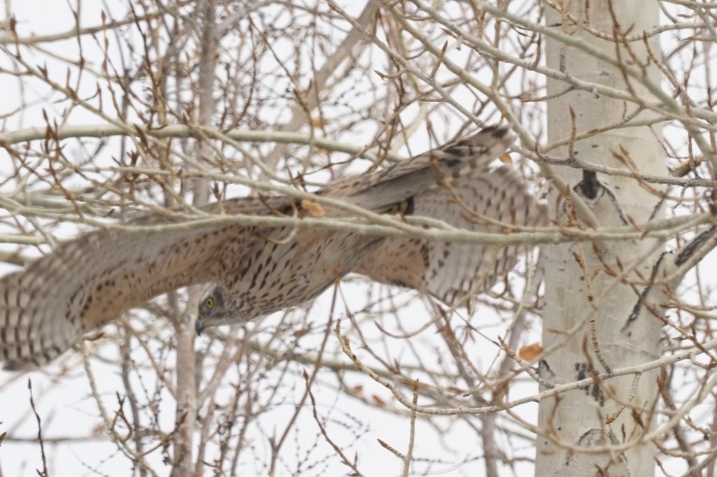 Eurasian Goshawk - ML222004881