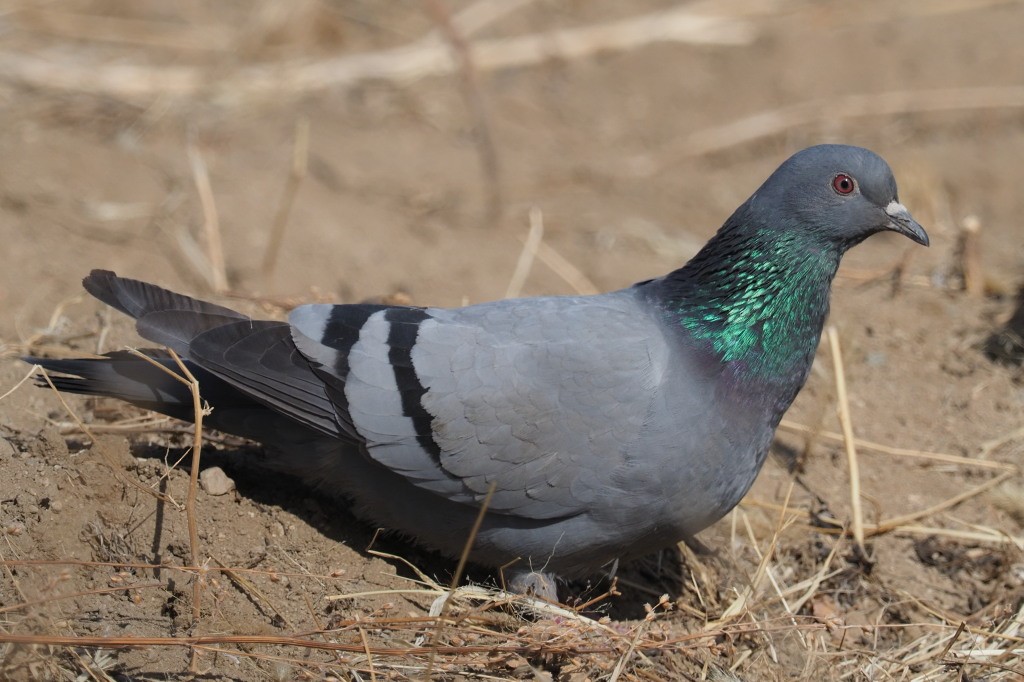 Pigeon des rochers - ML222005061