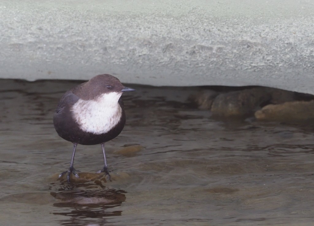 White-throated Dipper - ML222005421