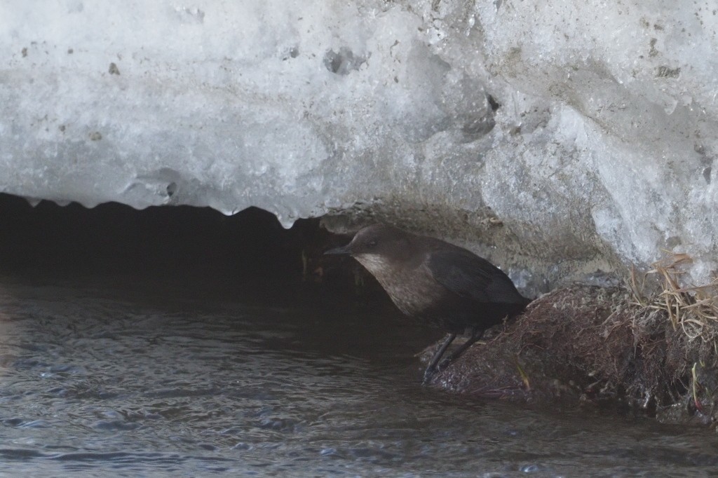 White-throated Dipper - ML222005521